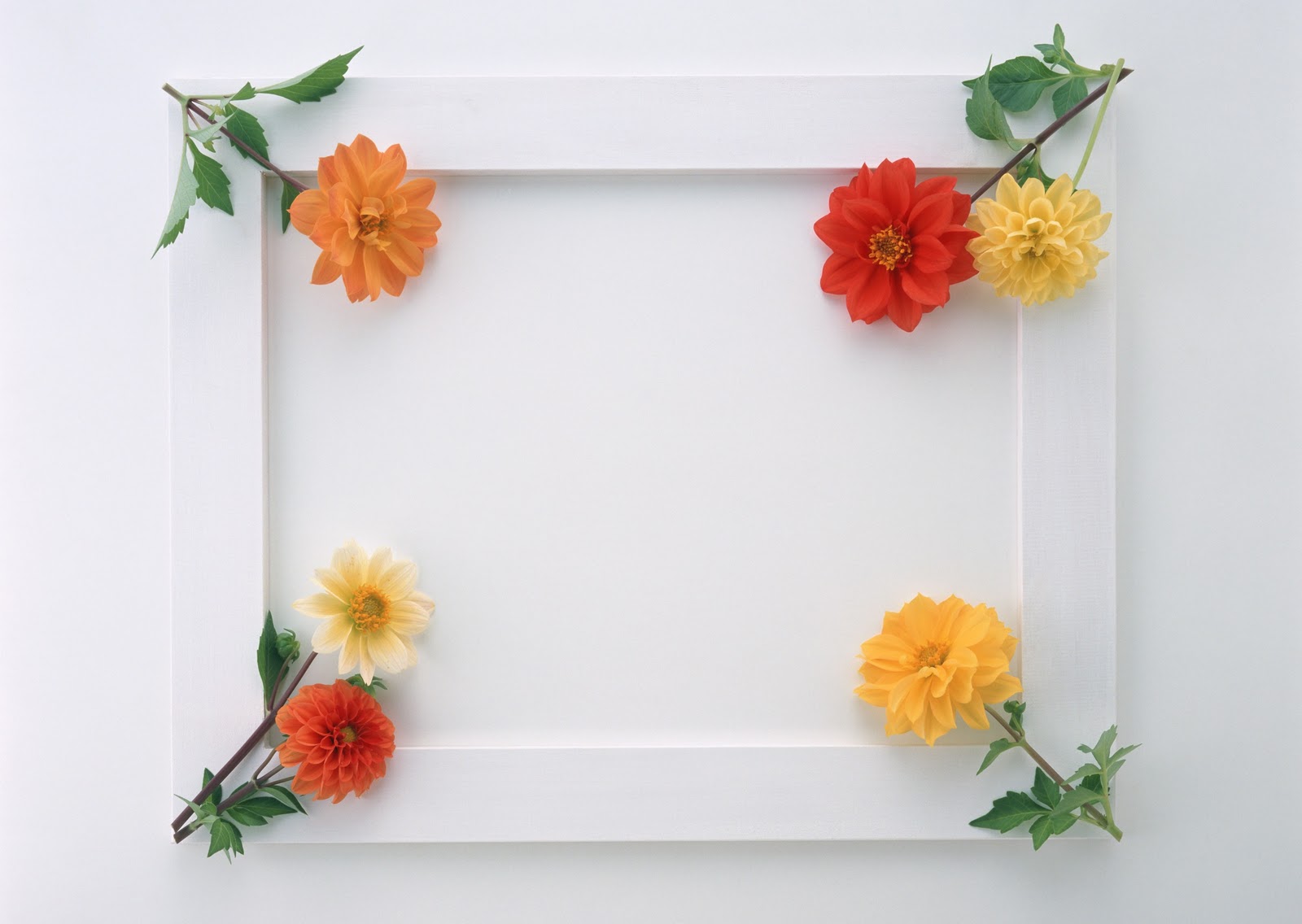 Beautiful Stylish Flowers Photo Frames Wallpaper HD