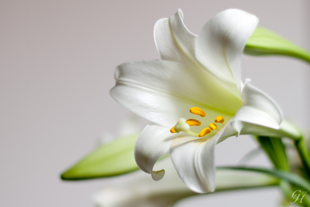 Easter Lily For Photo Contest Vote Tuesday Greg And Jennifer