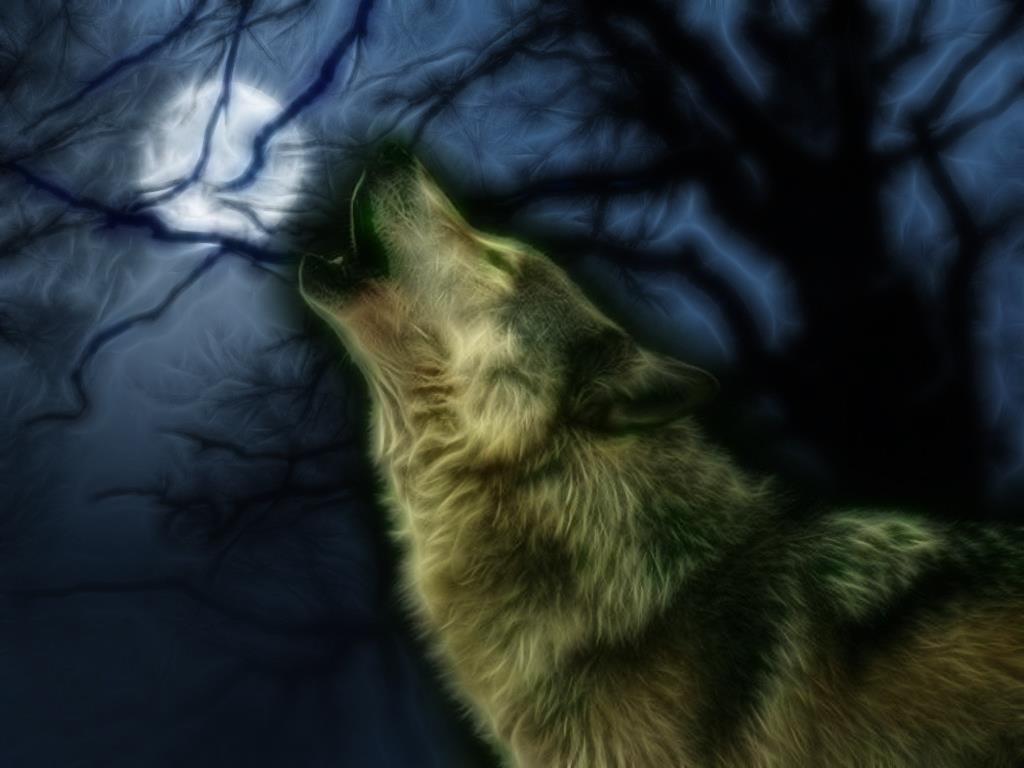 Wolves Image Howling Wolf HD Wallpaper And Background