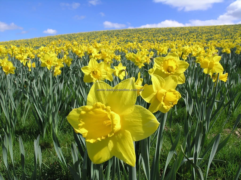 Daffodil Fields Fragrance Oil