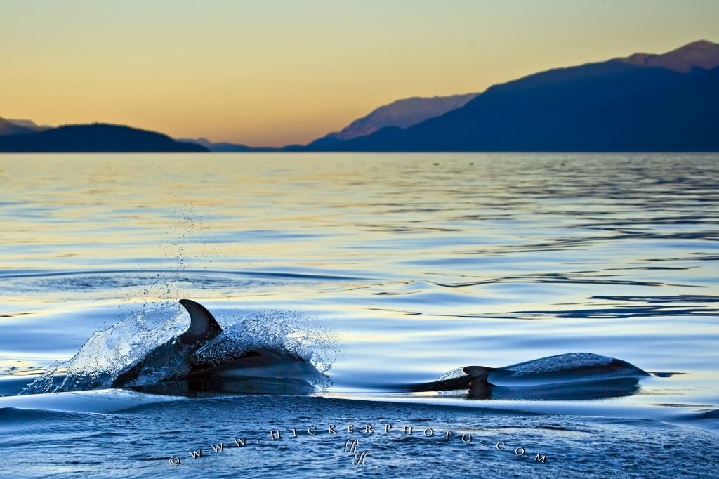Wallpaper Background Dolphins Sunset Animal Picture