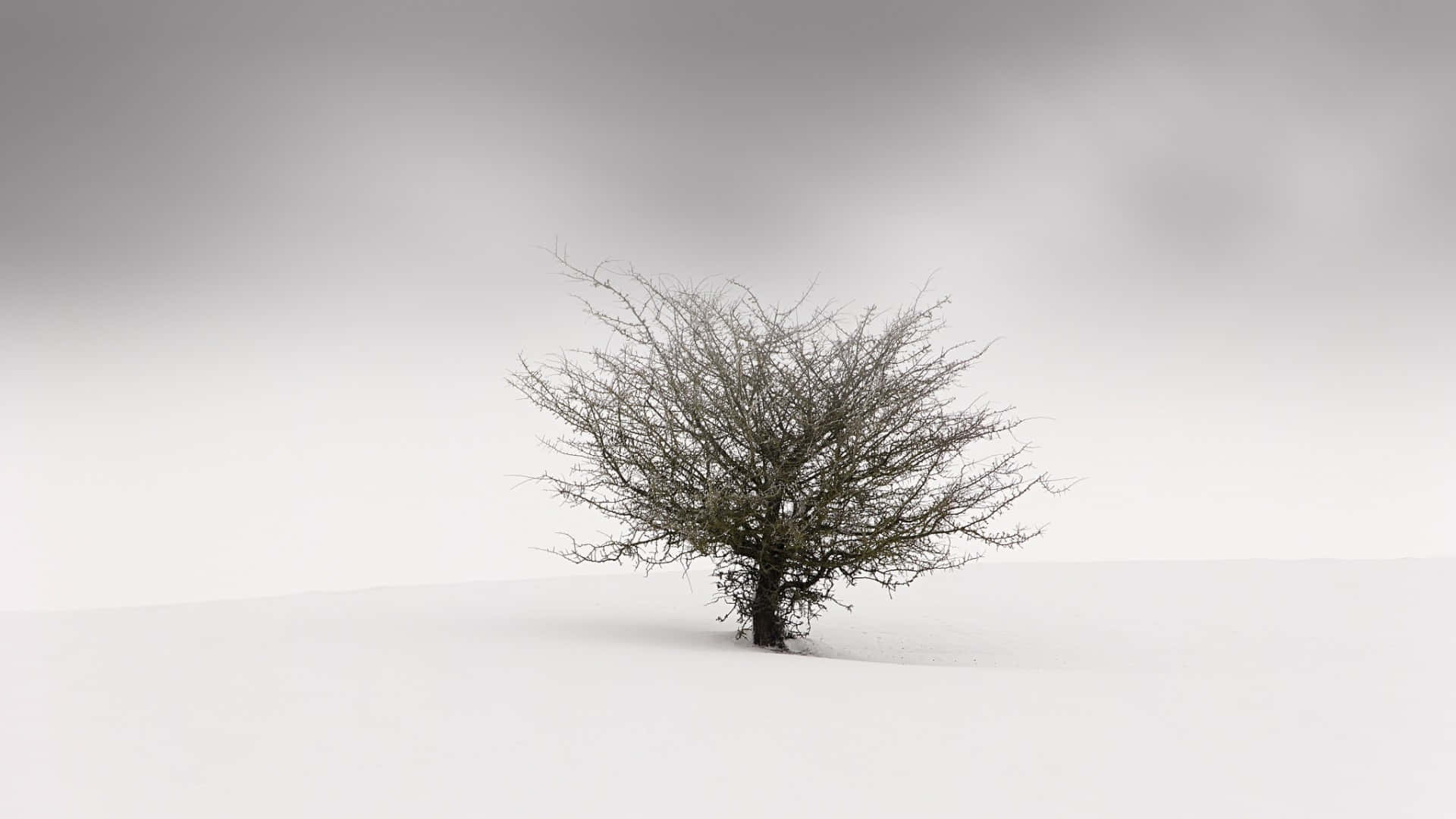 Simple Winter Wallpaper