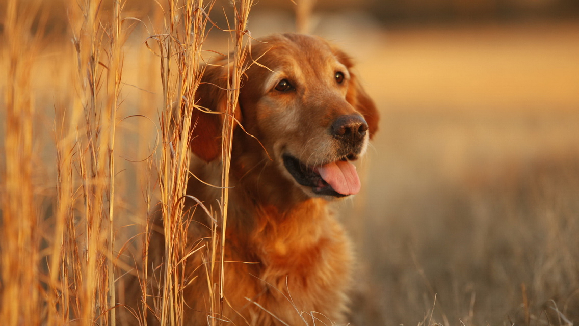 Dog Wallpaper Beautiful Golden Retriever