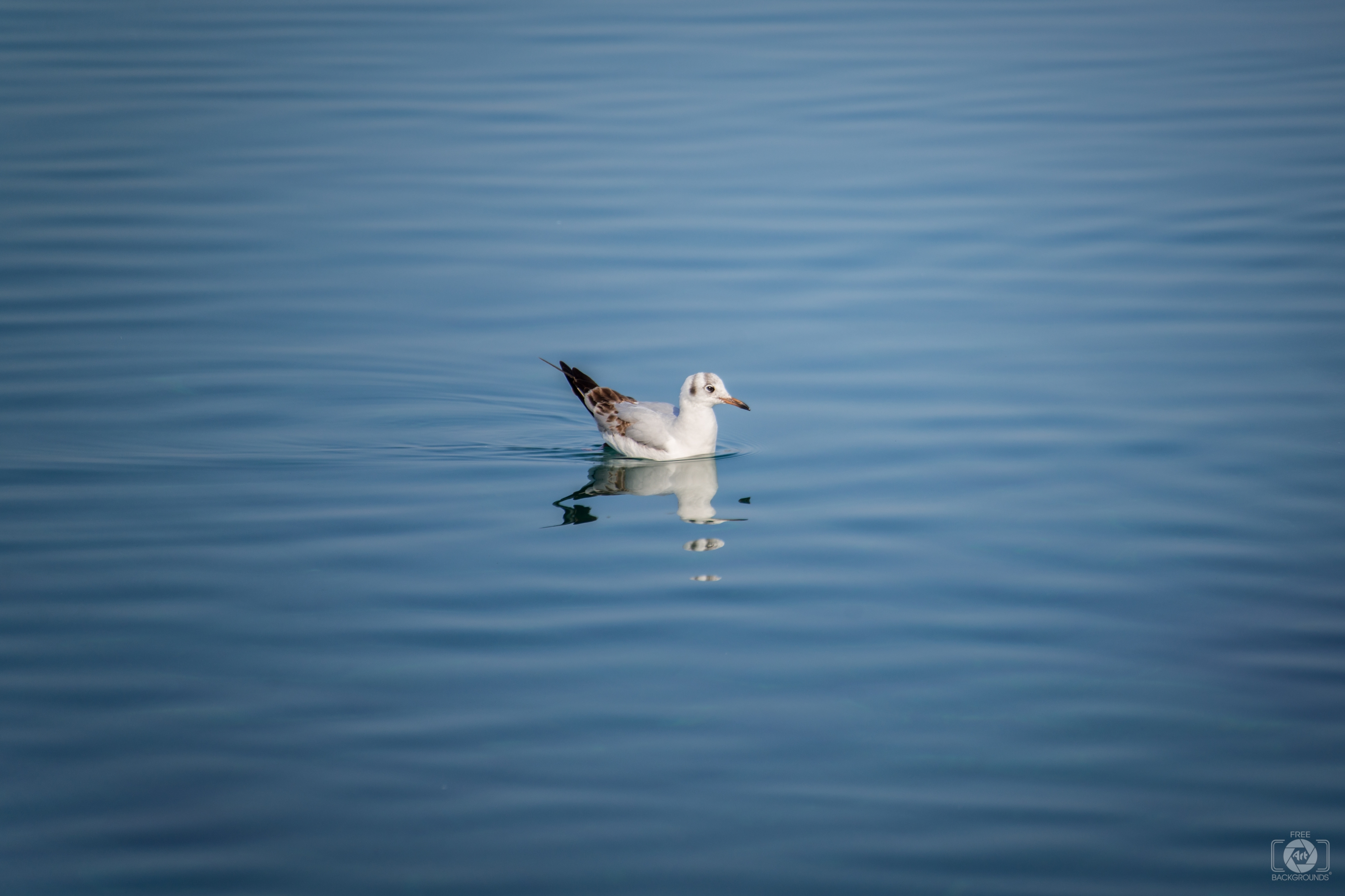 Swimming Seagull Background High Quality Background
