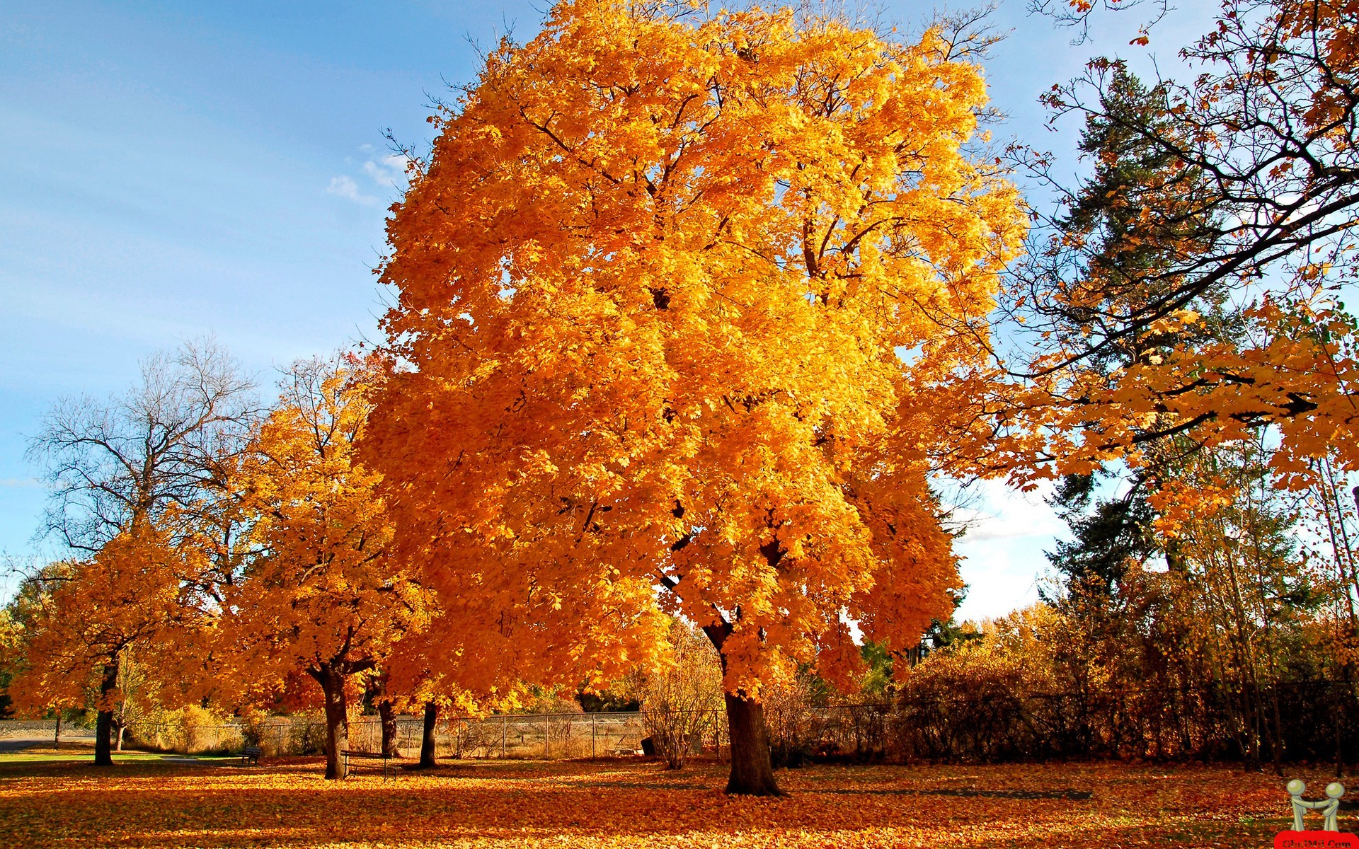 Natural Golden Autumn Tree HD Wallpaper E Entertainment