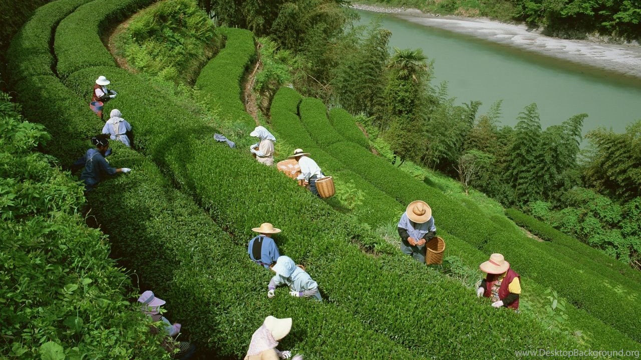 Assam Tea Garden Wallpaper Desktop Background