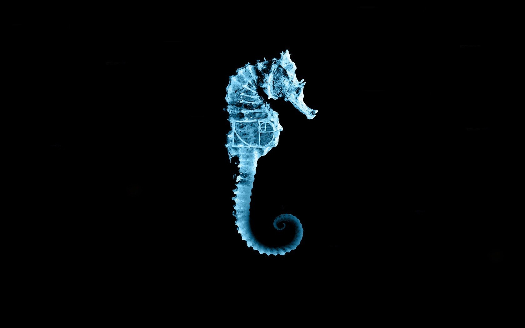 fringe seahorses HD Wallpaper