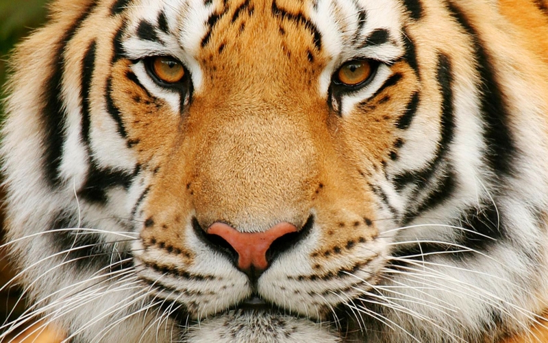 Angry Tiger Face Wallpaper Animals Tigers White