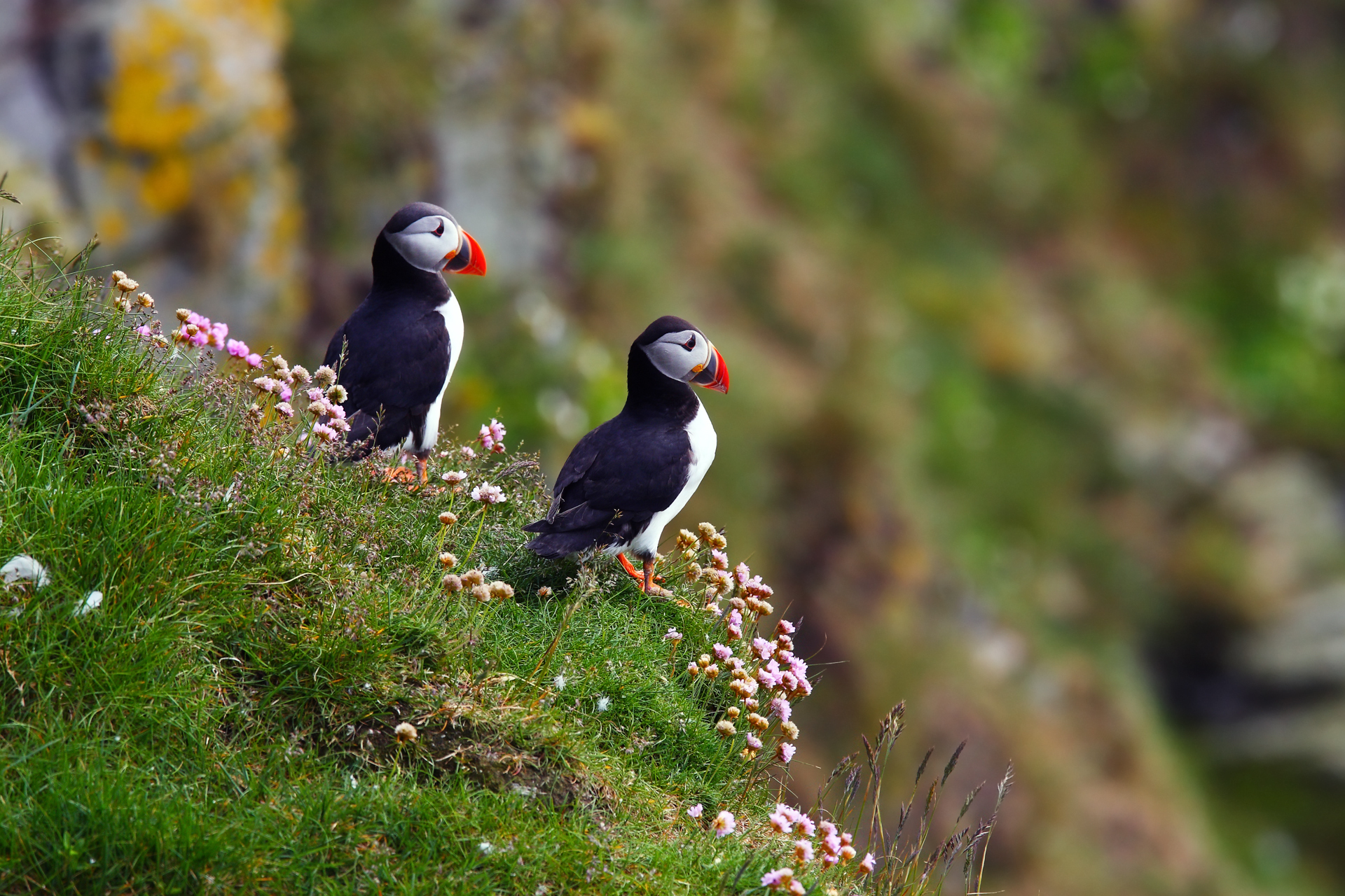 Puffin Background