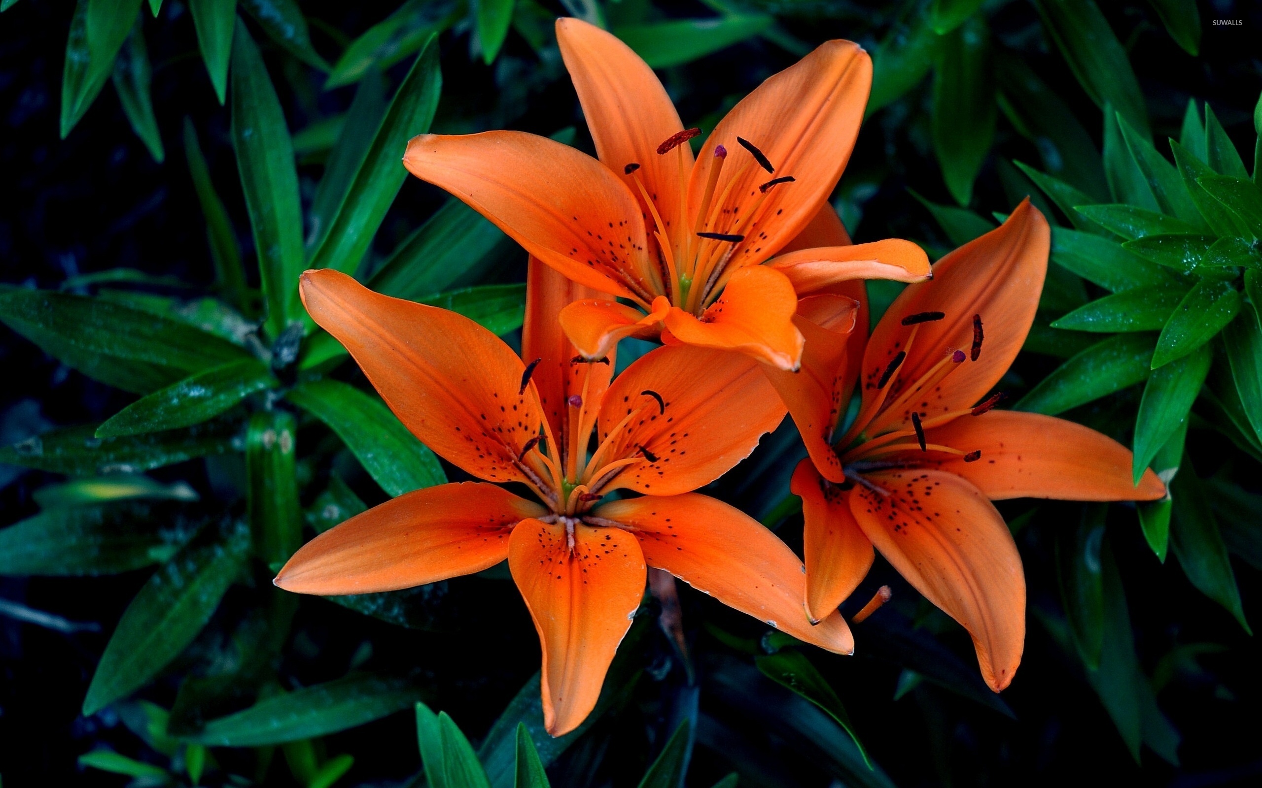 Orange Lilies Wallpaper