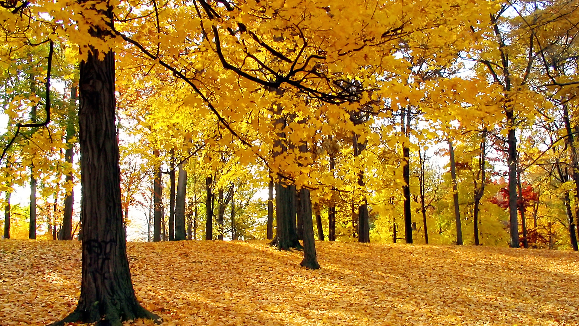 Autumn Tree Desktop Wallpaper Tags Trees