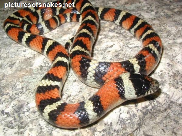 Most Poisonous Snake In Florida HD Walls Find Wallpapers
