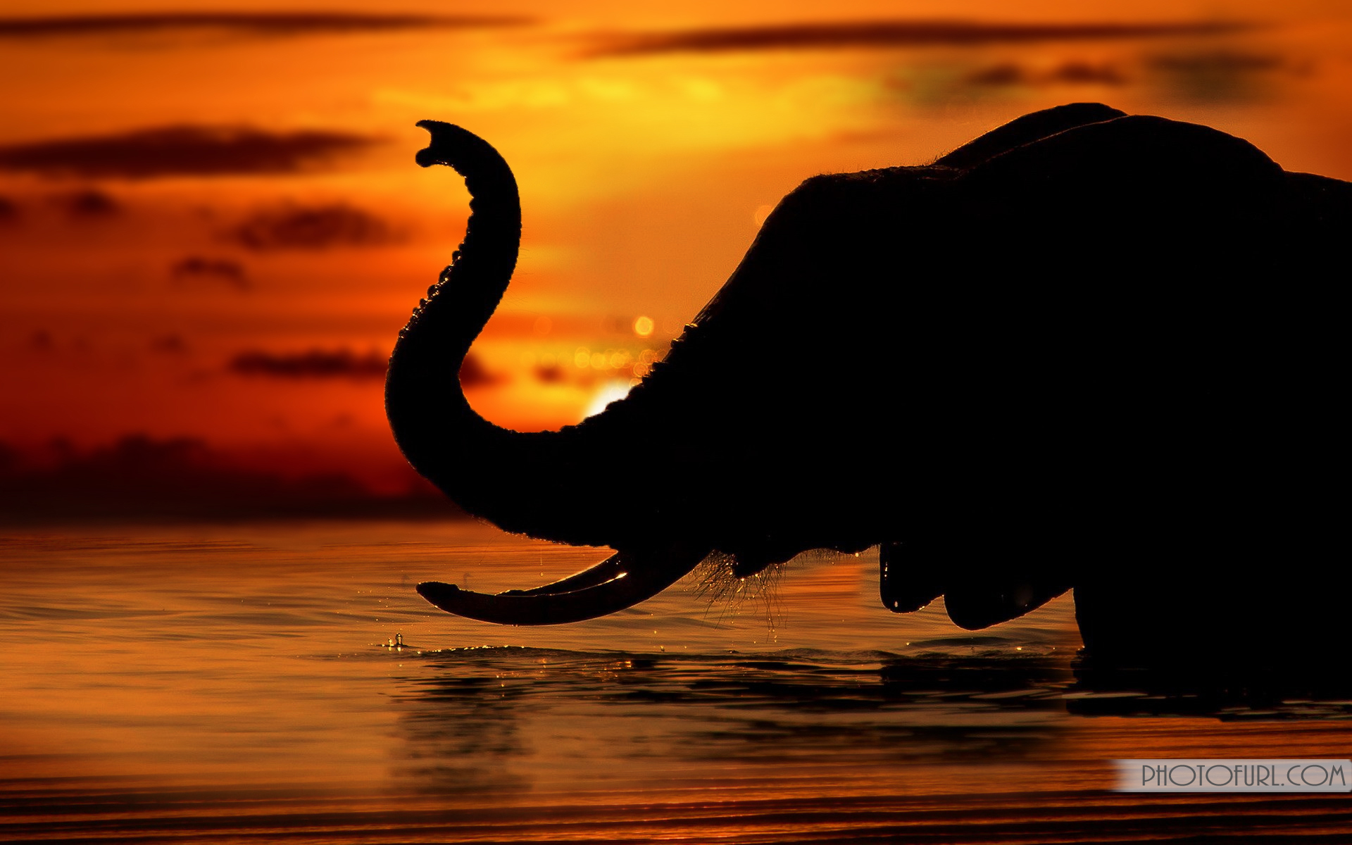 Elephants Wallpaper Wild Life Animals Background Inspirational