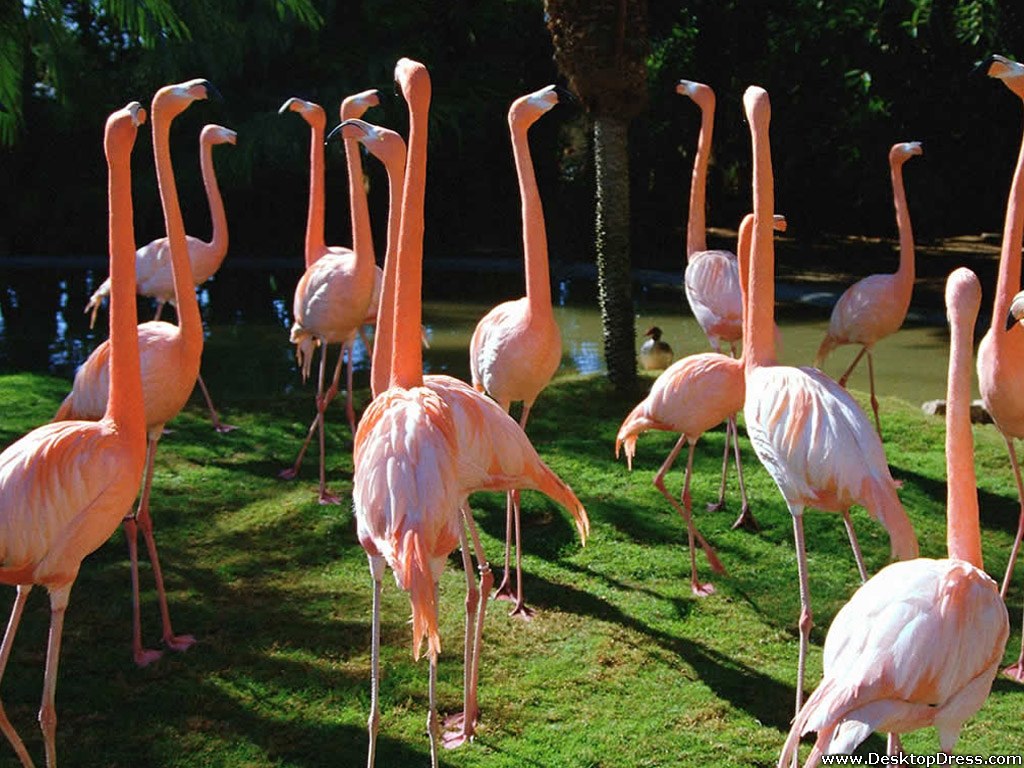Desktop Wallpaper Animals Background Flamingo