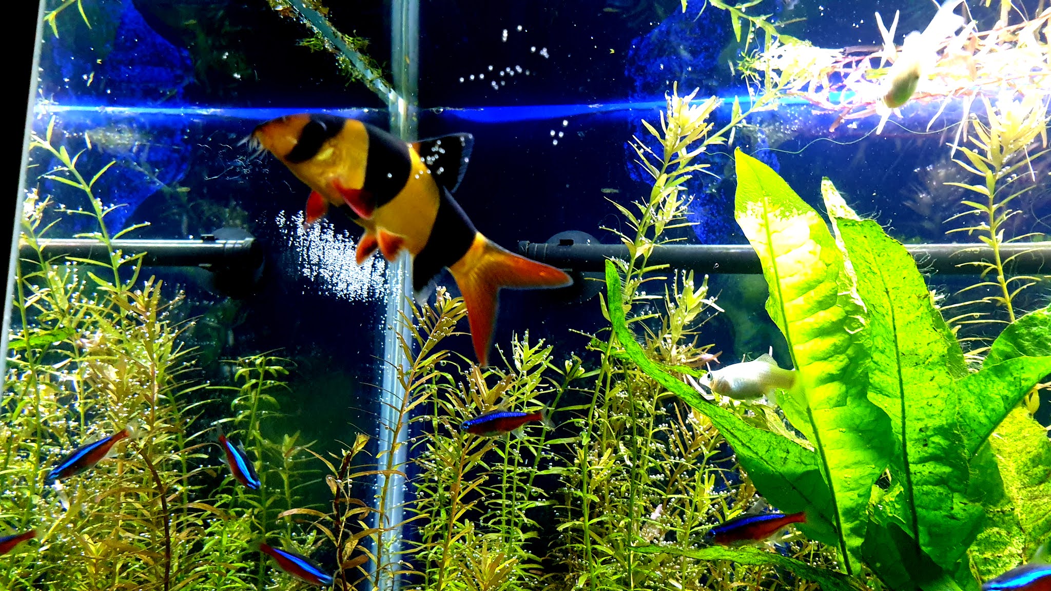Munity Fish Tank 4k Ultra HD Wallpaper Background