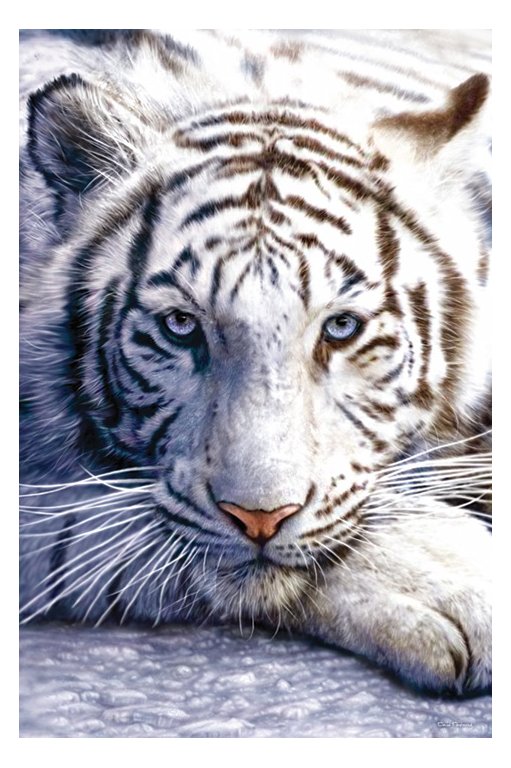 Best White Tiger Wallpaper Animal