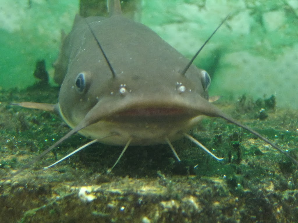 Catfish Photos Download The BEST Free Catfish Stock Photos  HD Images