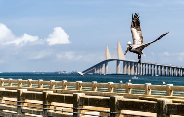 Wallpaper Tampa Clearwater Saint Petersburg Florida Usa Bay