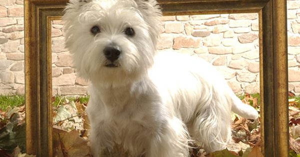 About Westie Puppies Exclusive Westies Frames And Pictures
