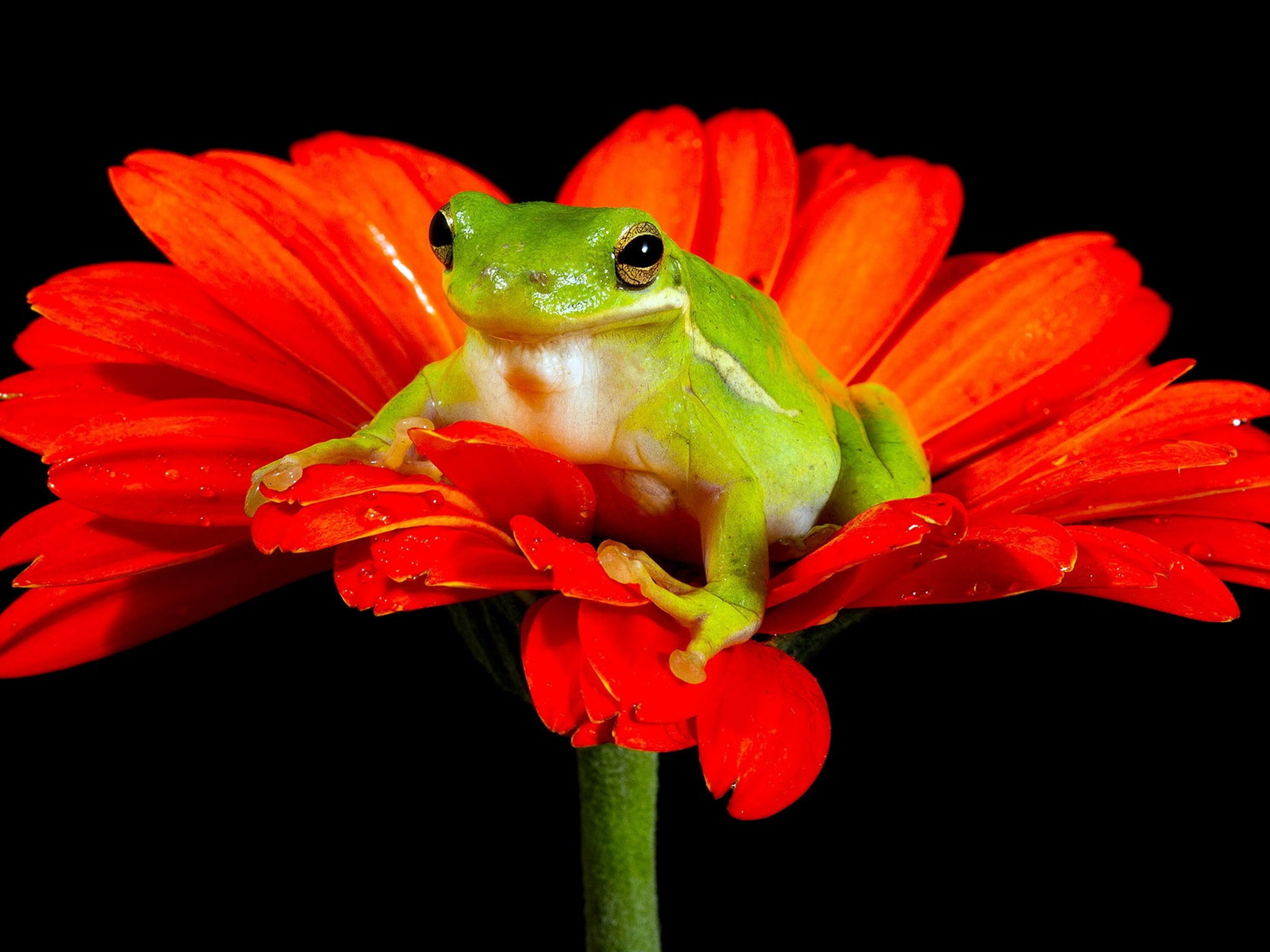 Frog Red Flower Black Background iPad Wallpaper Air