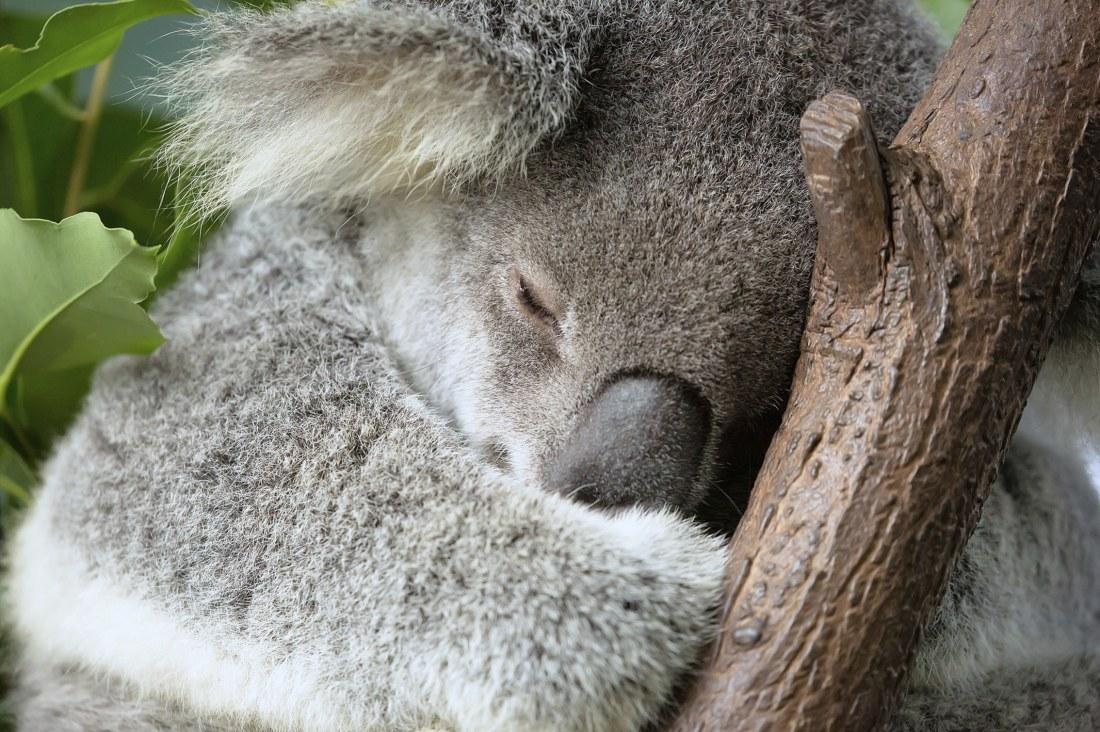 Danielle Clode S Koala A Life In Trees Examines Our