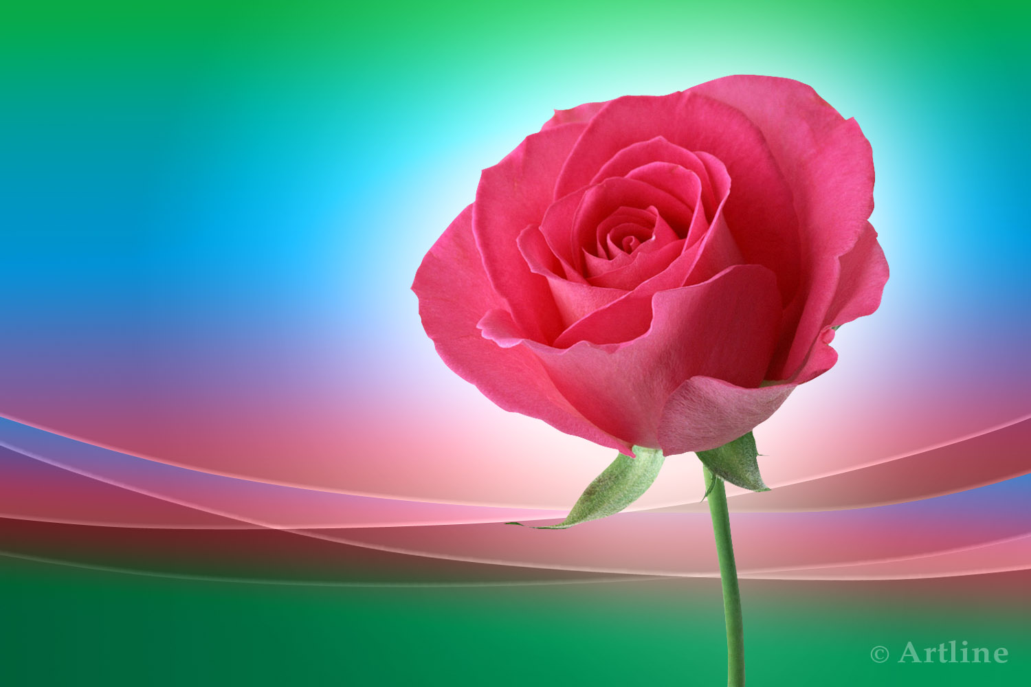 Pink Rose On Wave Lovely Beautiful Ground For Your