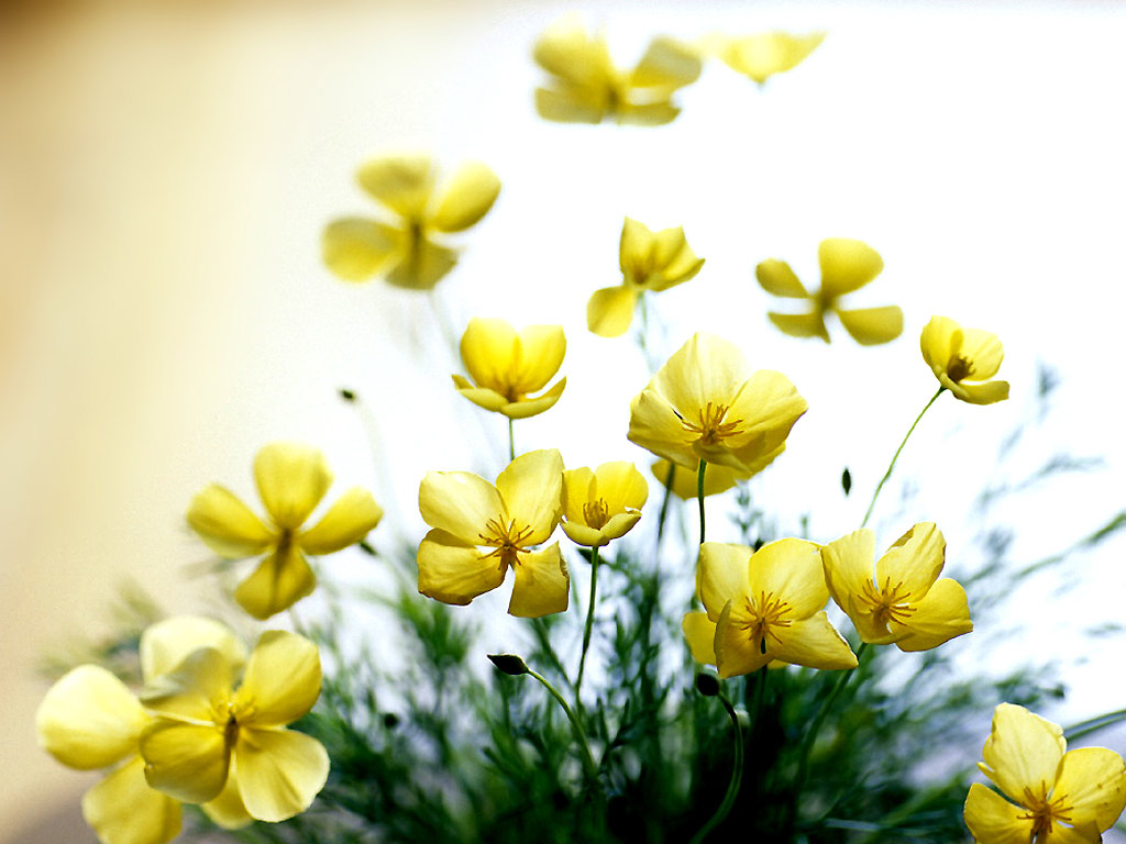 Yellow Flowers Desktop Wallpaper Rose