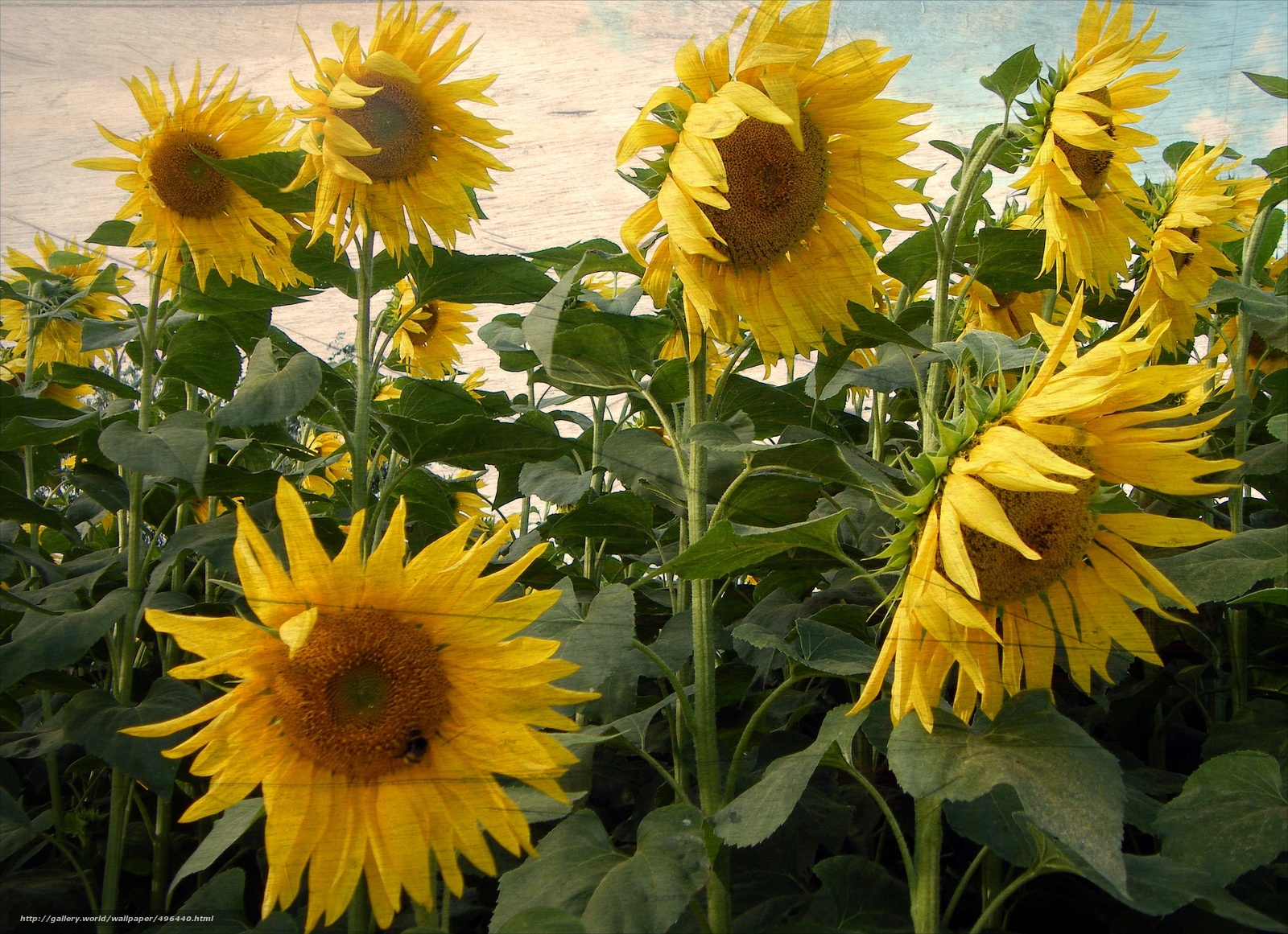 Gdefon Sunflowers