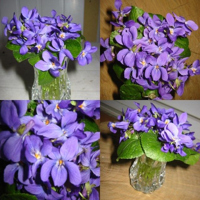 Un bouquet de violettes Violets and pansies vintage and new Pint