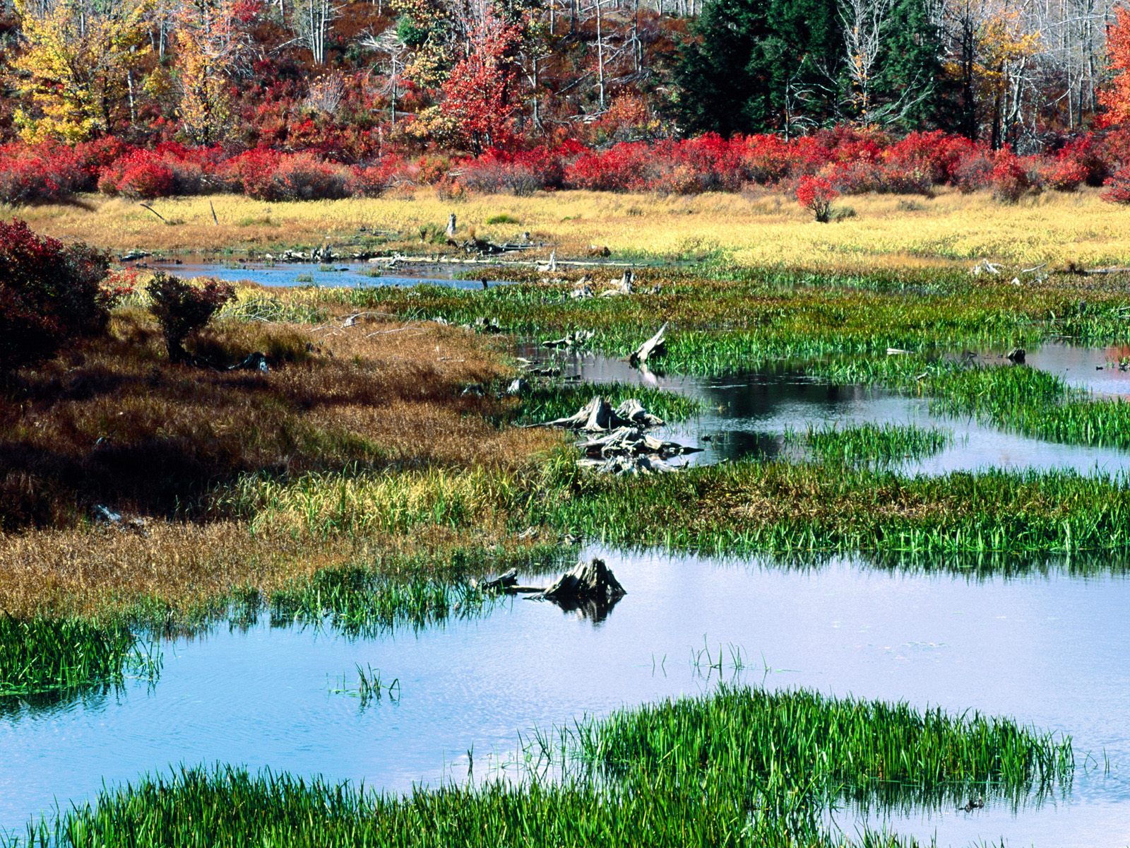 HD Autumn Wallpaper Fall Pond Ricketts Glen State Park Pennsylvania