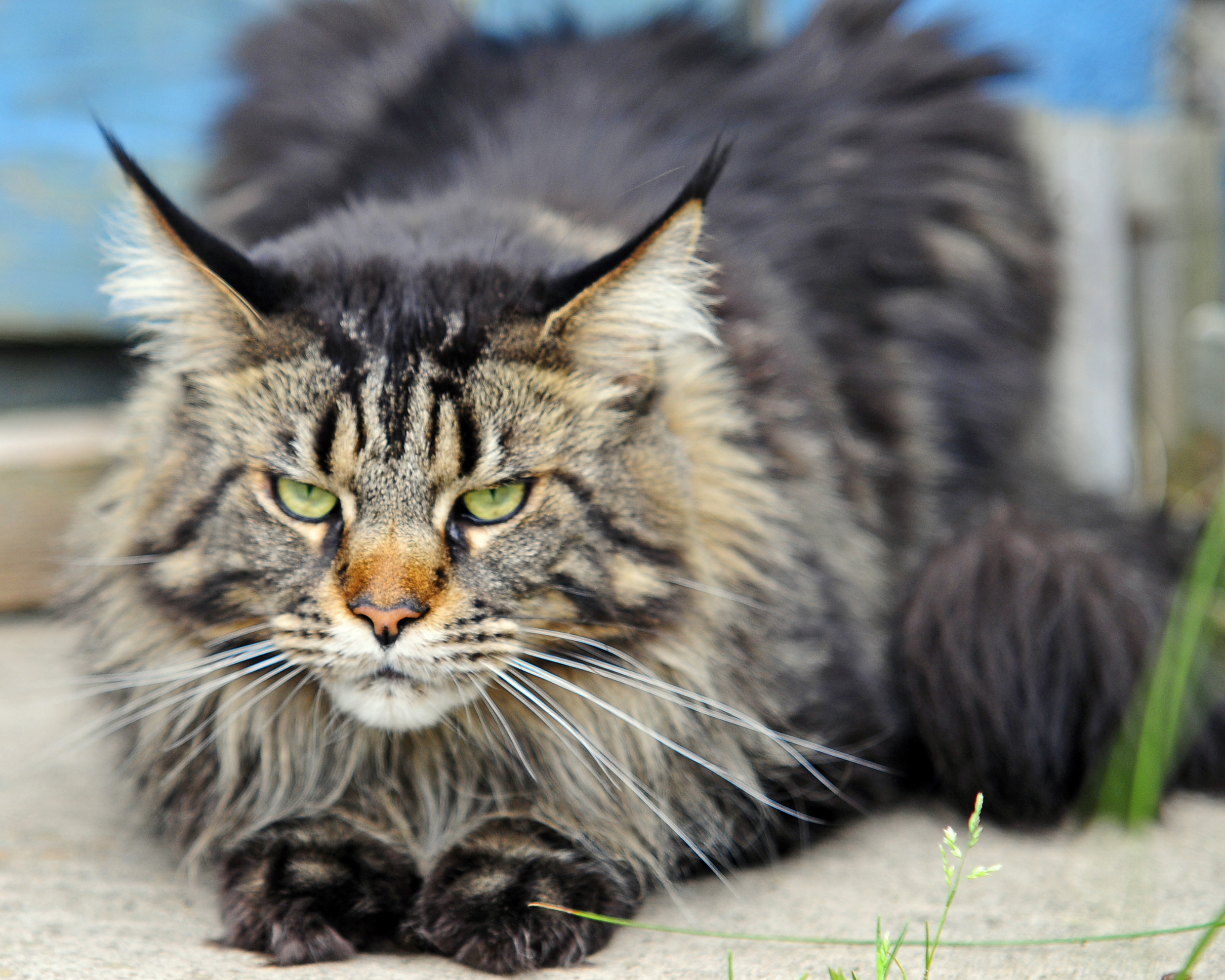 Maine Coon Cats Wallpaper Desktop Background Scary Eyes