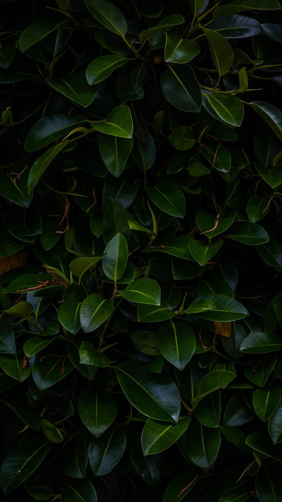 Wallpaper Leaves Plant Green Dark Branches
