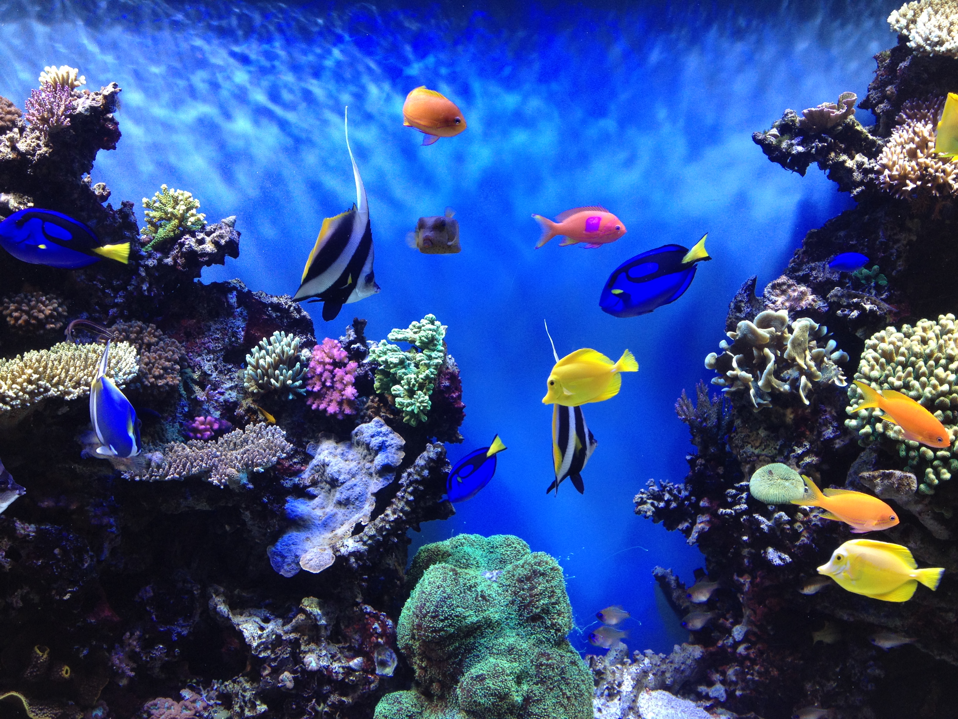 Aquarium Background Related Keywords Amp Suggestions