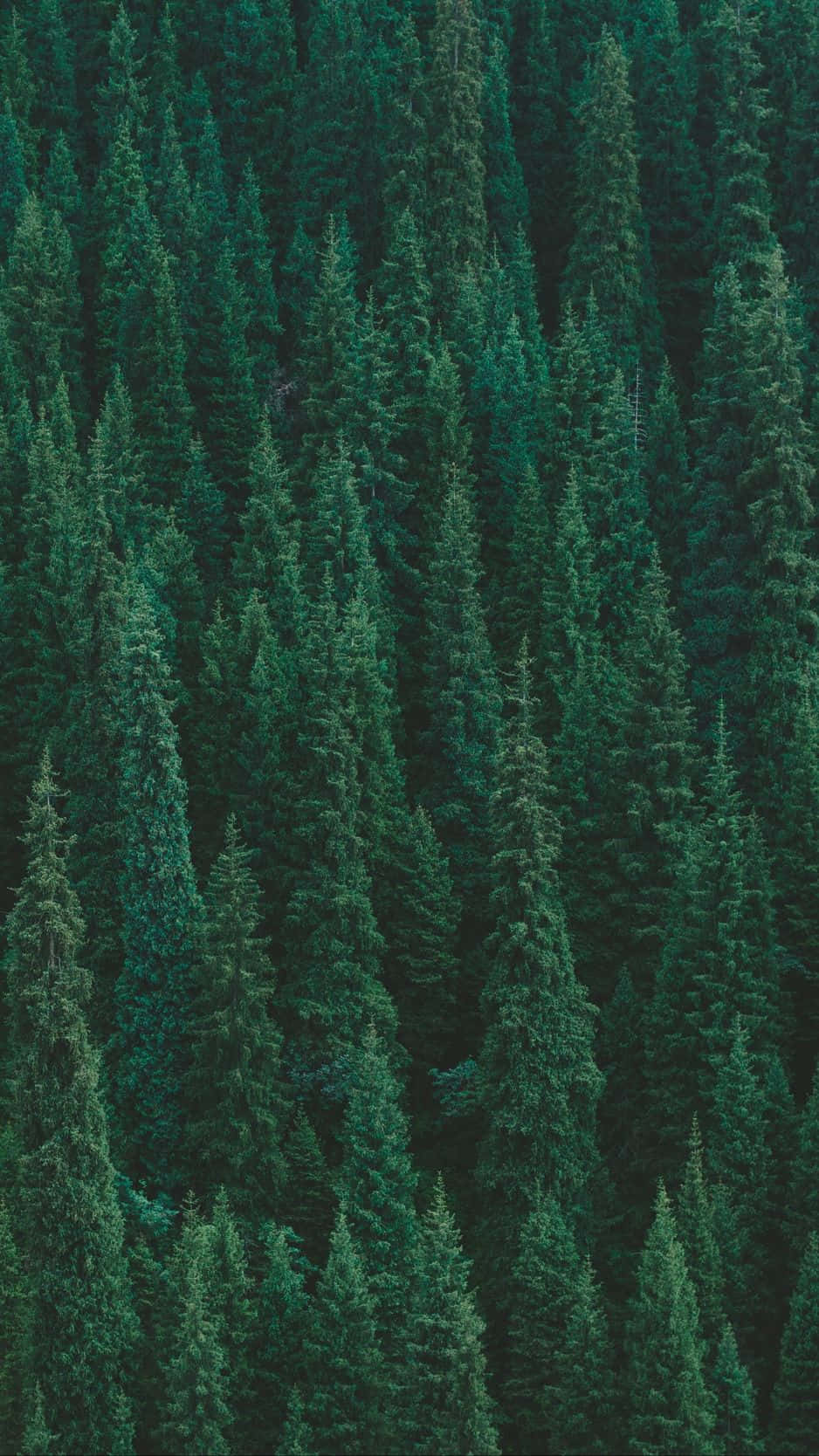Explore Nature S Splendors With Trees iPhone Wallpaper