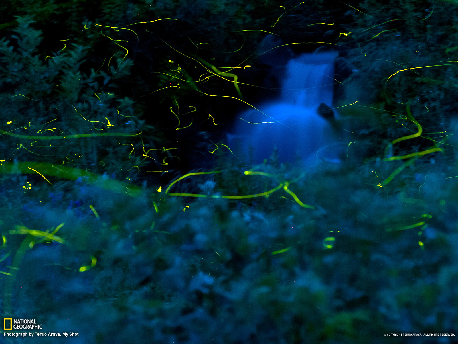 Firefly Picture Nature Wallpaper National Geographic Photo Of