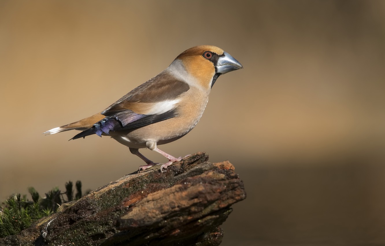 Wallpaper Birds Stump Finches Hawfinch Image For Desktop