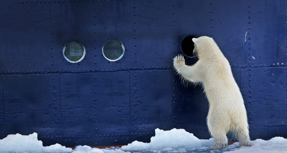 Polar Bear Arndt Sven