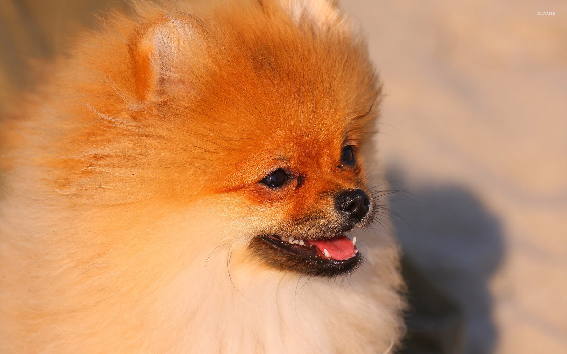 Pomeranian Wallpaper Smartphone