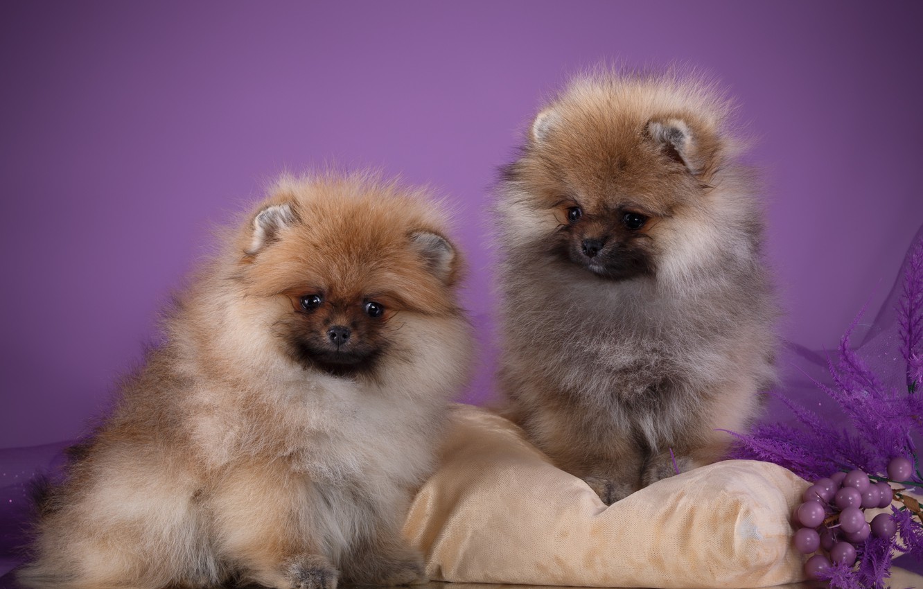 Wallpaper Puppies Pillow Fluffy Spitz Image For Desktop
