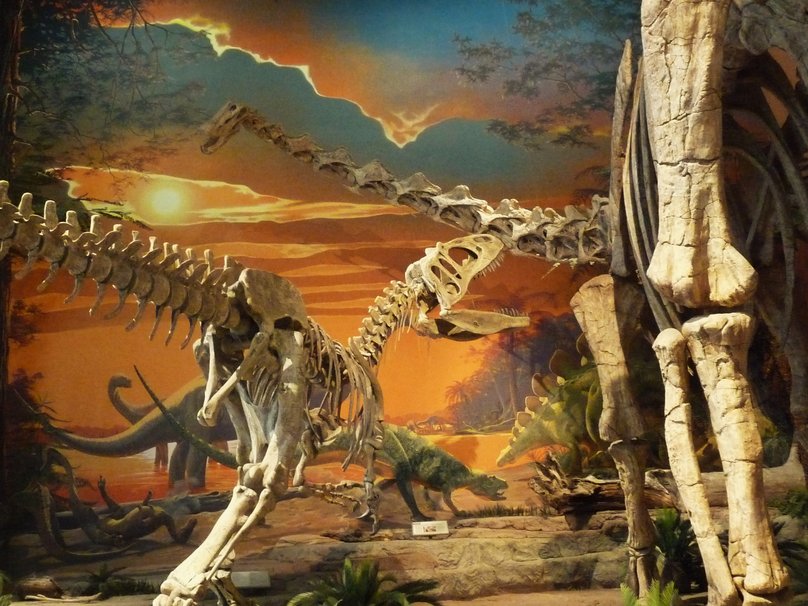 Allosaurus Vs Diplodocus Wallpaper