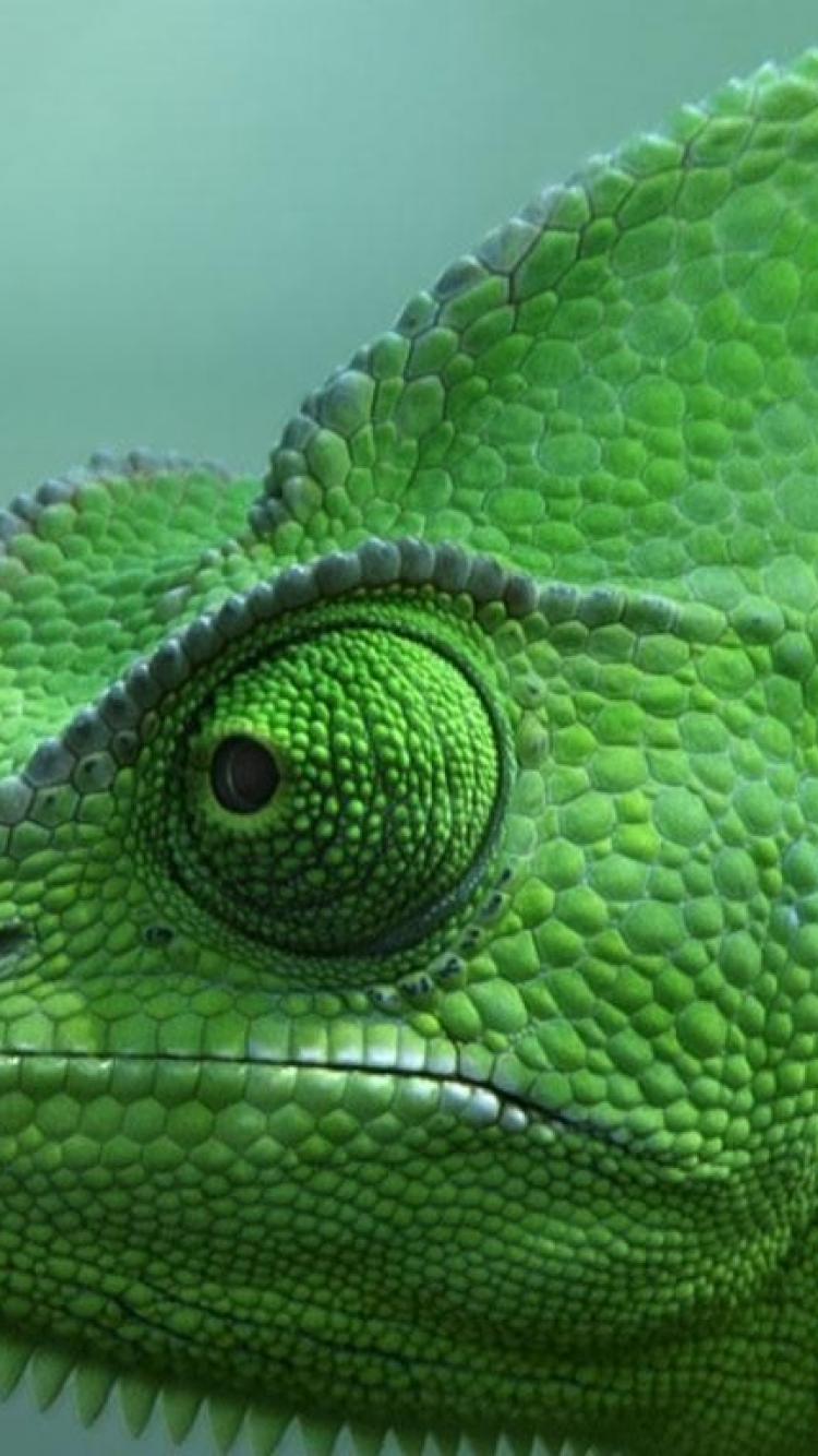 Chameleons Reptiles Bing Wallpaper