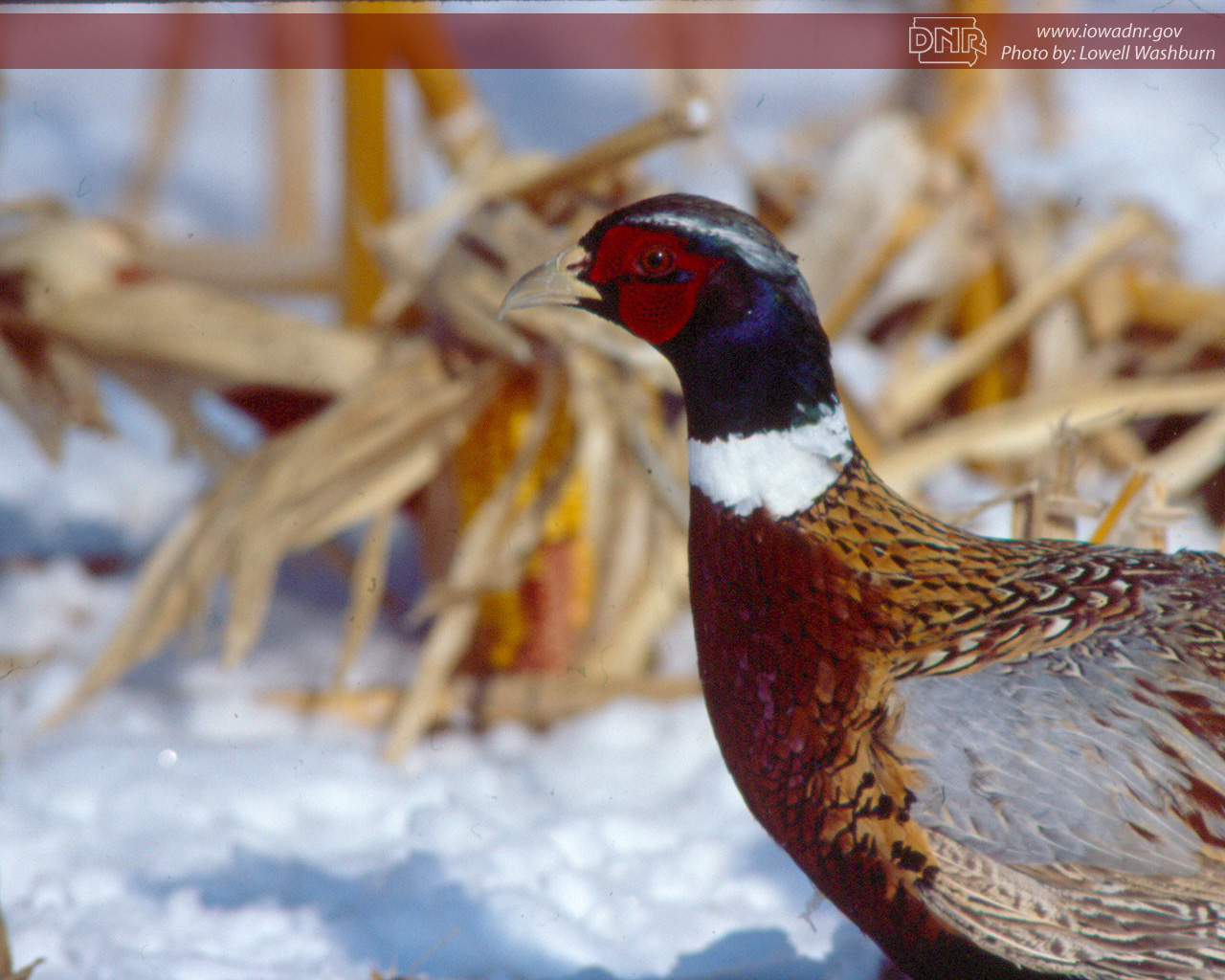 Pheasant Hunting Wallpaper Iowa Dnr