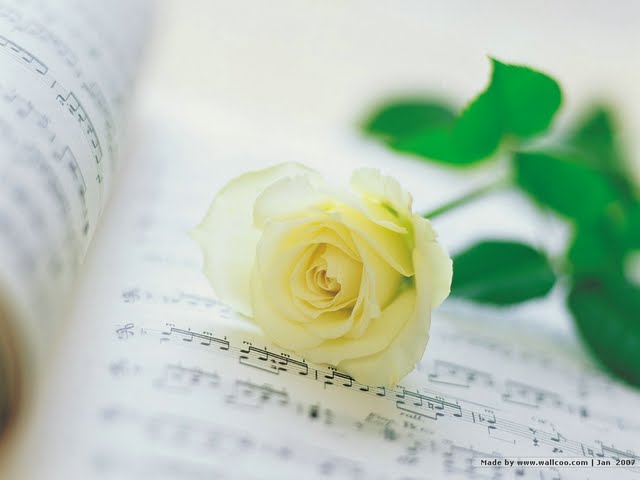 Romantic White Rose Rose on Music Score Wallpaper Wallpaper