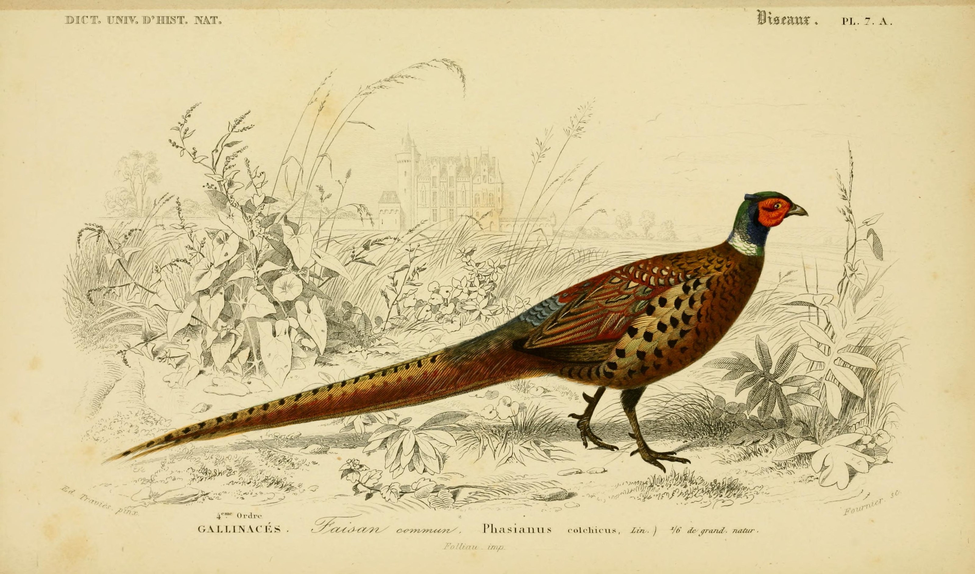 Pheasant Wallpaper Animal