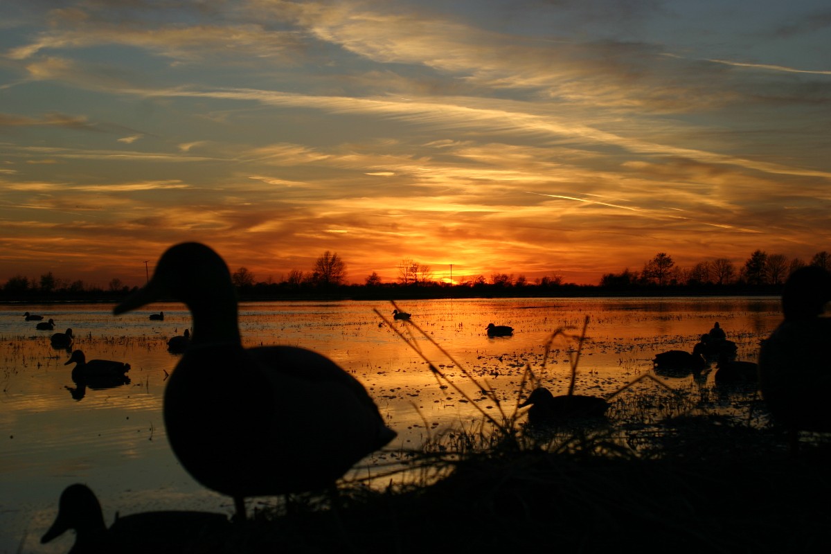 Duck Hunting Background Image Amp Pictures Becuo