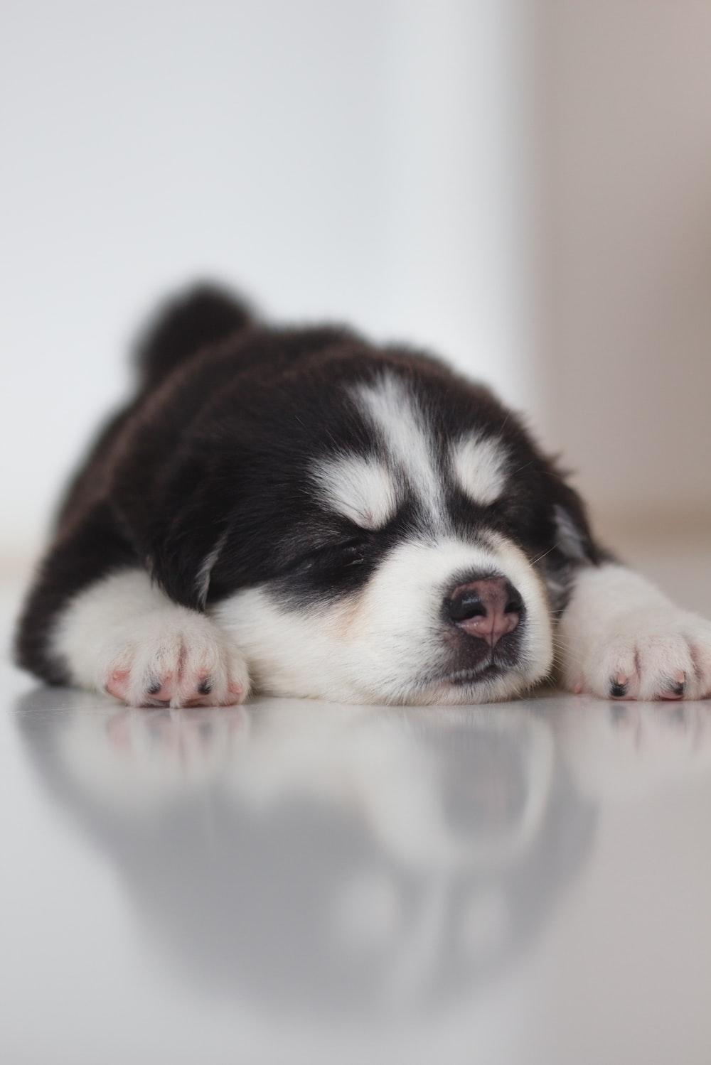 Black And White Siberian Husky Puppy Photo Image On