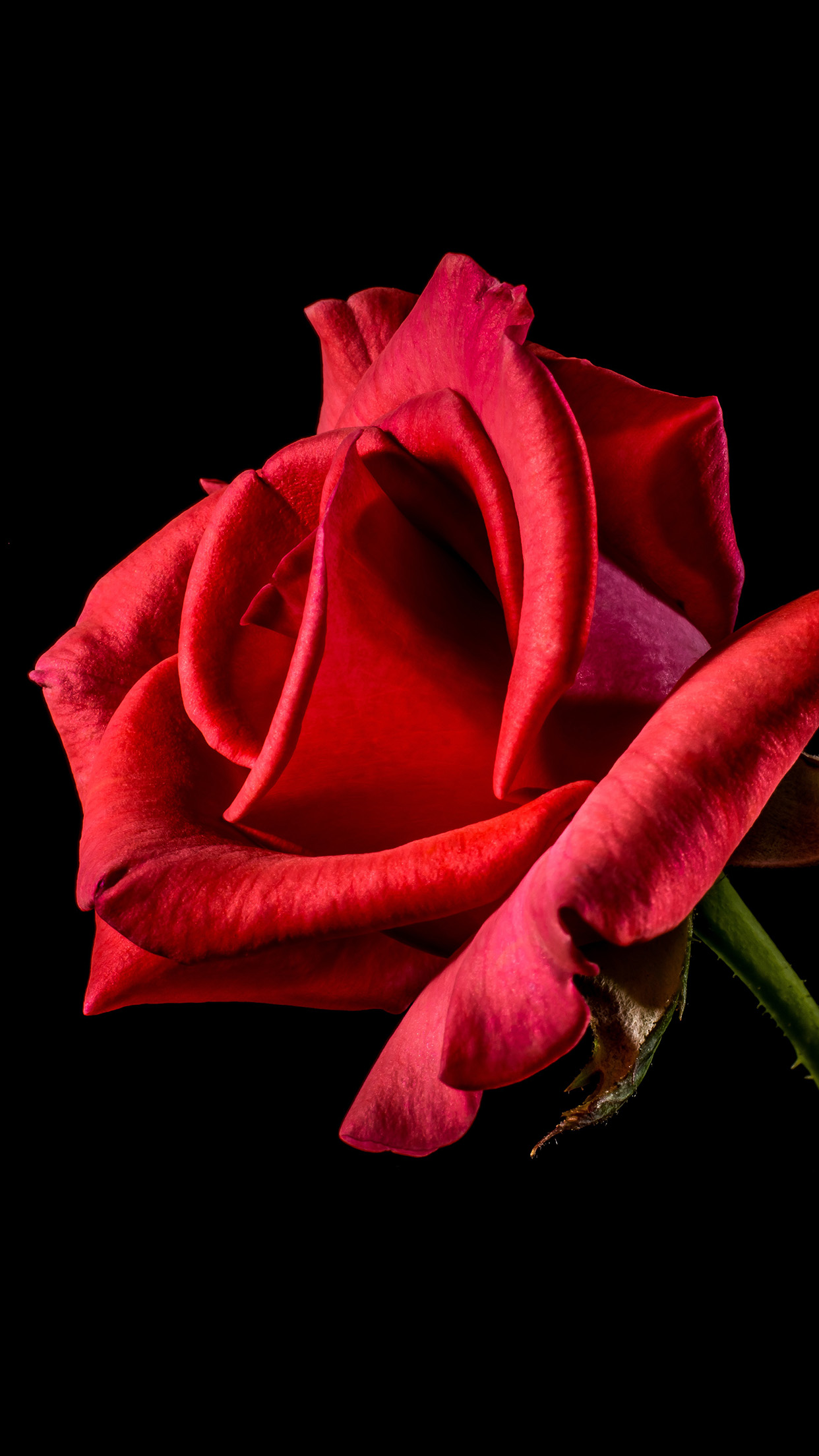 Flower Rose Red Dark Beautiful Best Nature Android Happy