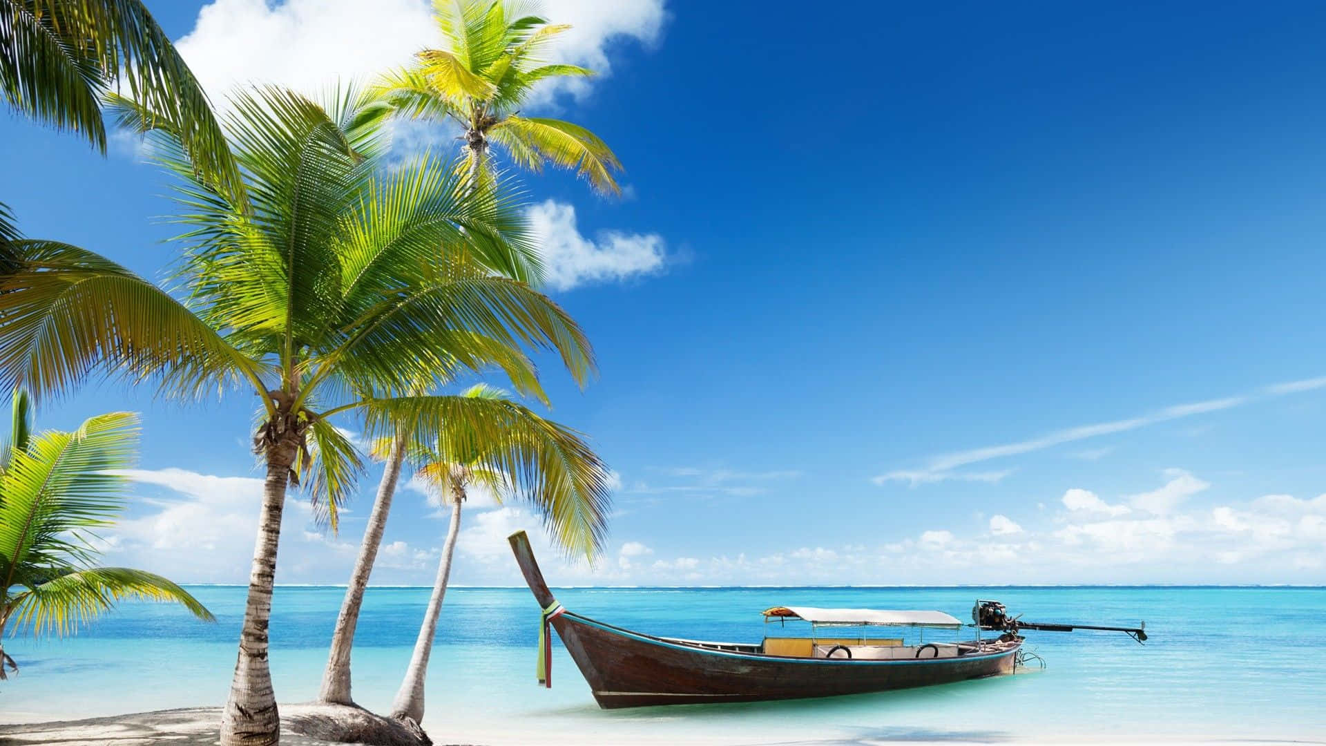 Palm Tree Beach Wallpaper