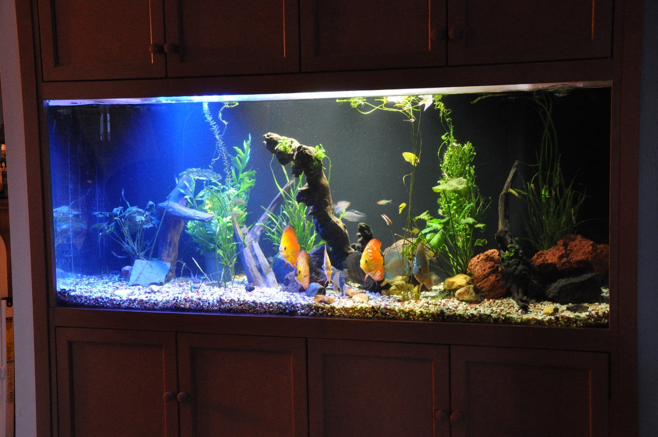 Fish Tank Aquarium Lamp Wallpaper For Desktop