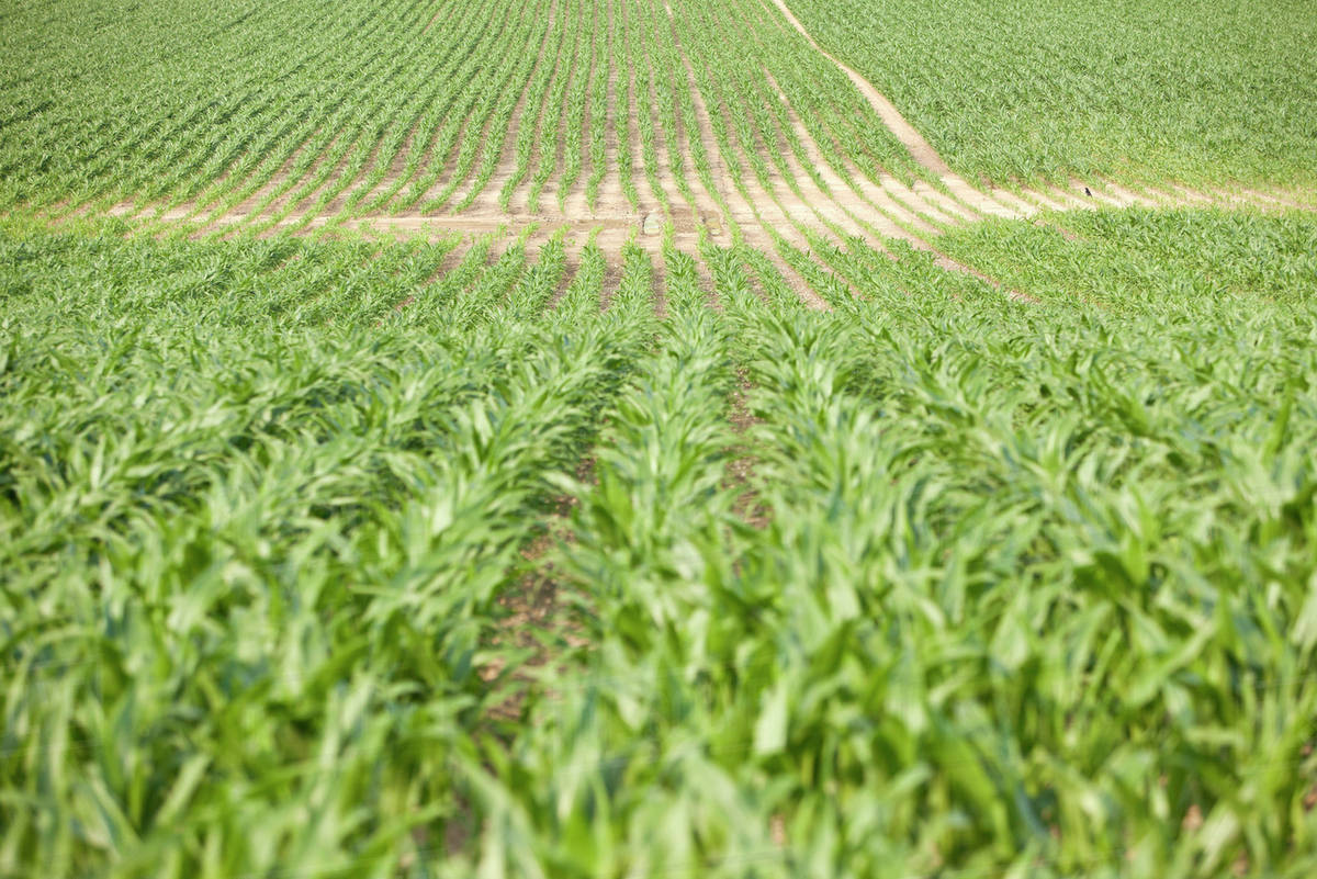 Crops In Field Focus On Background Stock Photo Dissolve